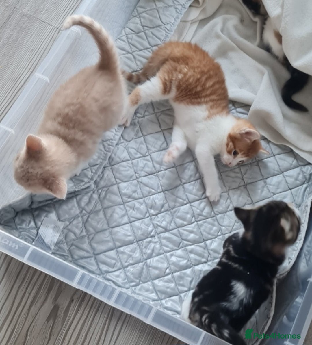 Mixed Breed cats for sale: Beautiful kittens - Advert 5