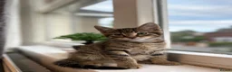 Russian Blue cats for sale: Adorable Male kittens for sale 🐾 - Advert 10