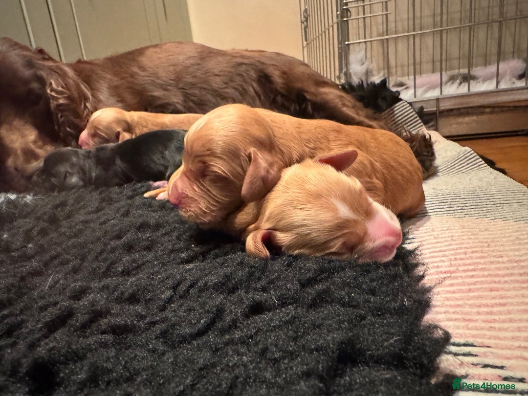 Cocker Spaniel dogs for sale: 3 Red girls looking for home  - Image 15