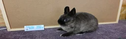 Netherland Dwarf rabbits for sale: Netherland dwarfs ready for new homes - Advert 6