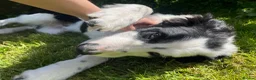 Border Collie dogs for sale: Collie dog pup *ready to go* - Advert 9