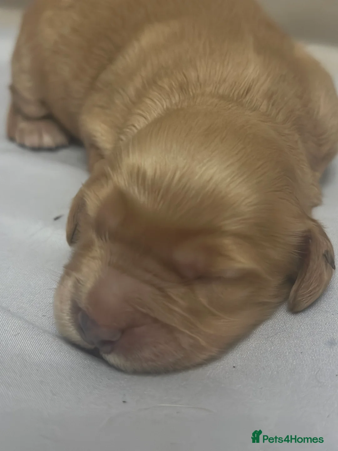 Mixed Breed dogs for sale: F1b Cockapoo Puppies.  - Advert 1