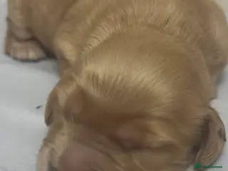 Mixed Breed dogs F1b cockapoo puppies. - Advert 1