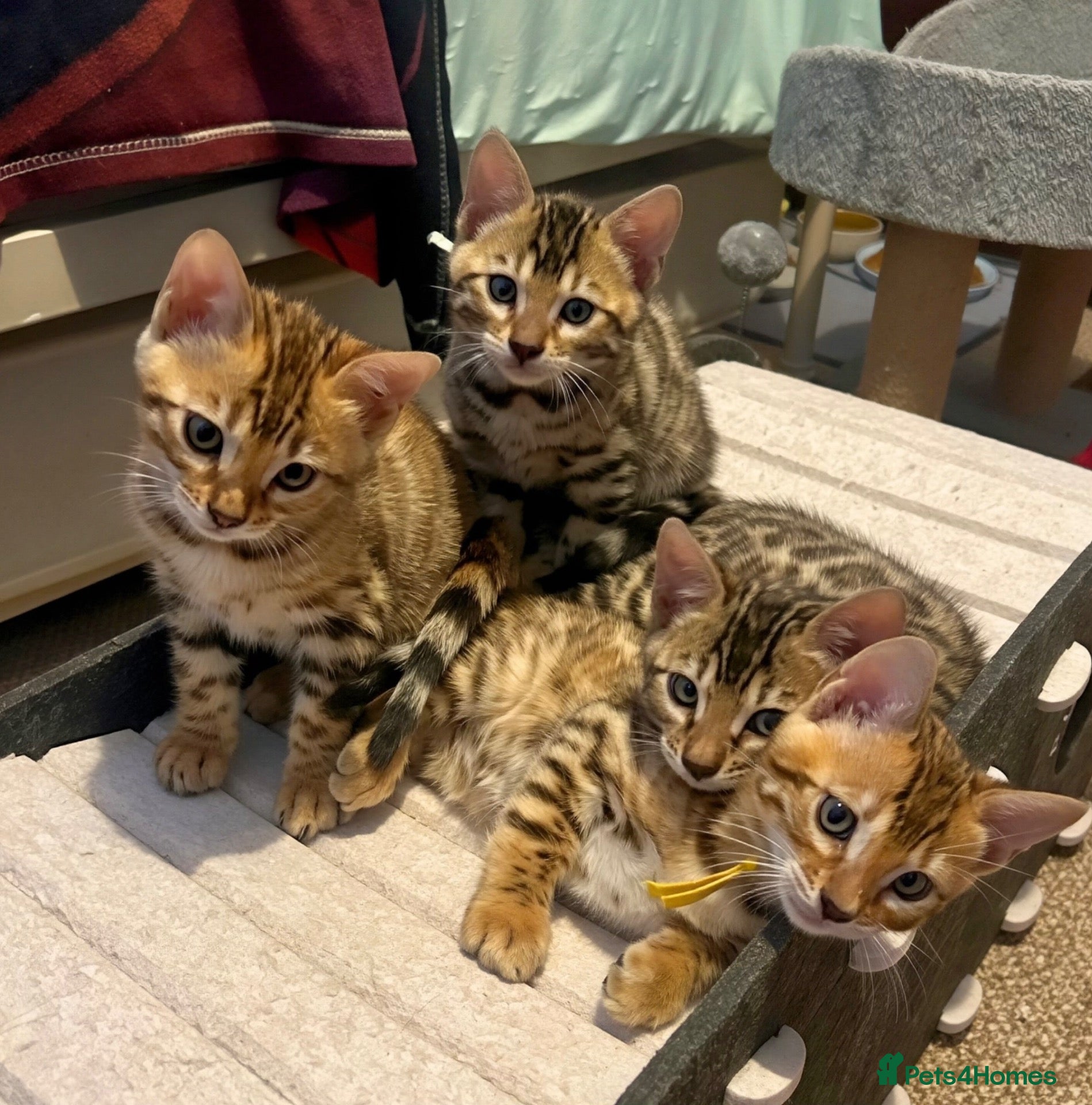 Bengal cats Pedigree Bengal Kittens, Ready from 20th October - Advert 1