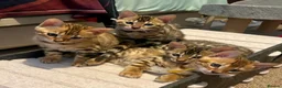 Bengal cats for sale: Pedigree Bengal Kittens, Ready from 20th October - Advert 1