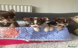 Chihuahua dogs for sale: ❤️ STUNNING KC QUALITY GIRL PUPPY ❤️  in Grimsby - Image 3