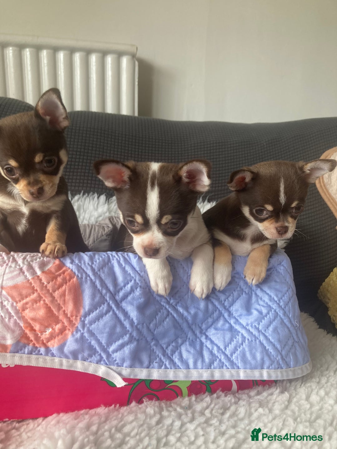 Chihuahua dogs for sale: ❤️ STUNNING KC QUALITY GIRL PUPPY ❤️  in Grimsby - Image 3