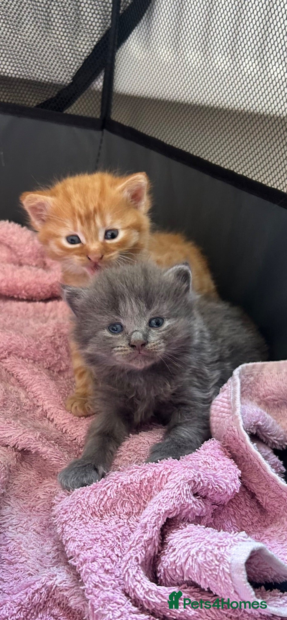 Mixed Breed cats Two male kittens - Advert 18