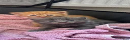 Mixed Breed cats for sale: Two male kittens in Redruth - Advert 1