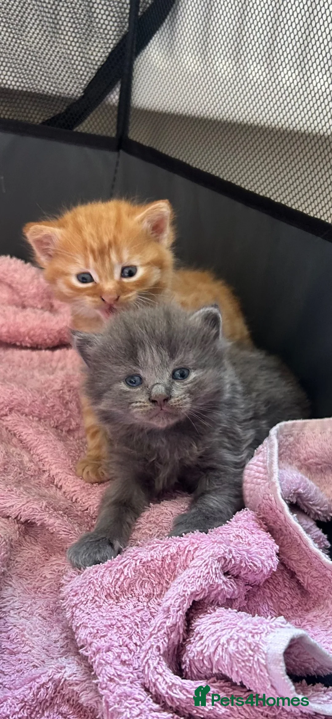 Mixed Breed cats for sale: Two male kittens in Redruth - Advert 1