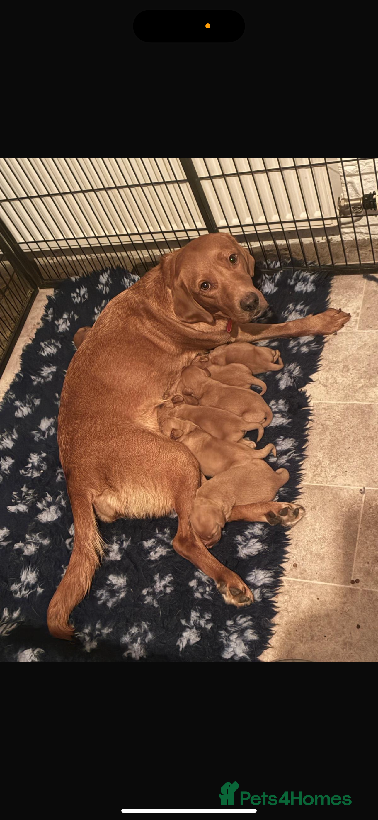 Labrador Retriever dogs KC Registered Fox Red Labrador Puppies – 7 boys - Advert 15