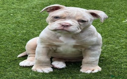 Olde English Bulldogge dogs for stud: Stud dog  in Havant - Image 10