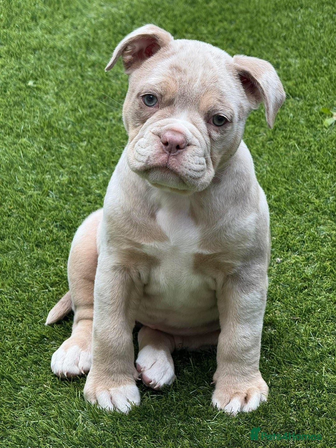 Olde English Bulldogge dogs for stud: Stud dog  in Havant - Image 10