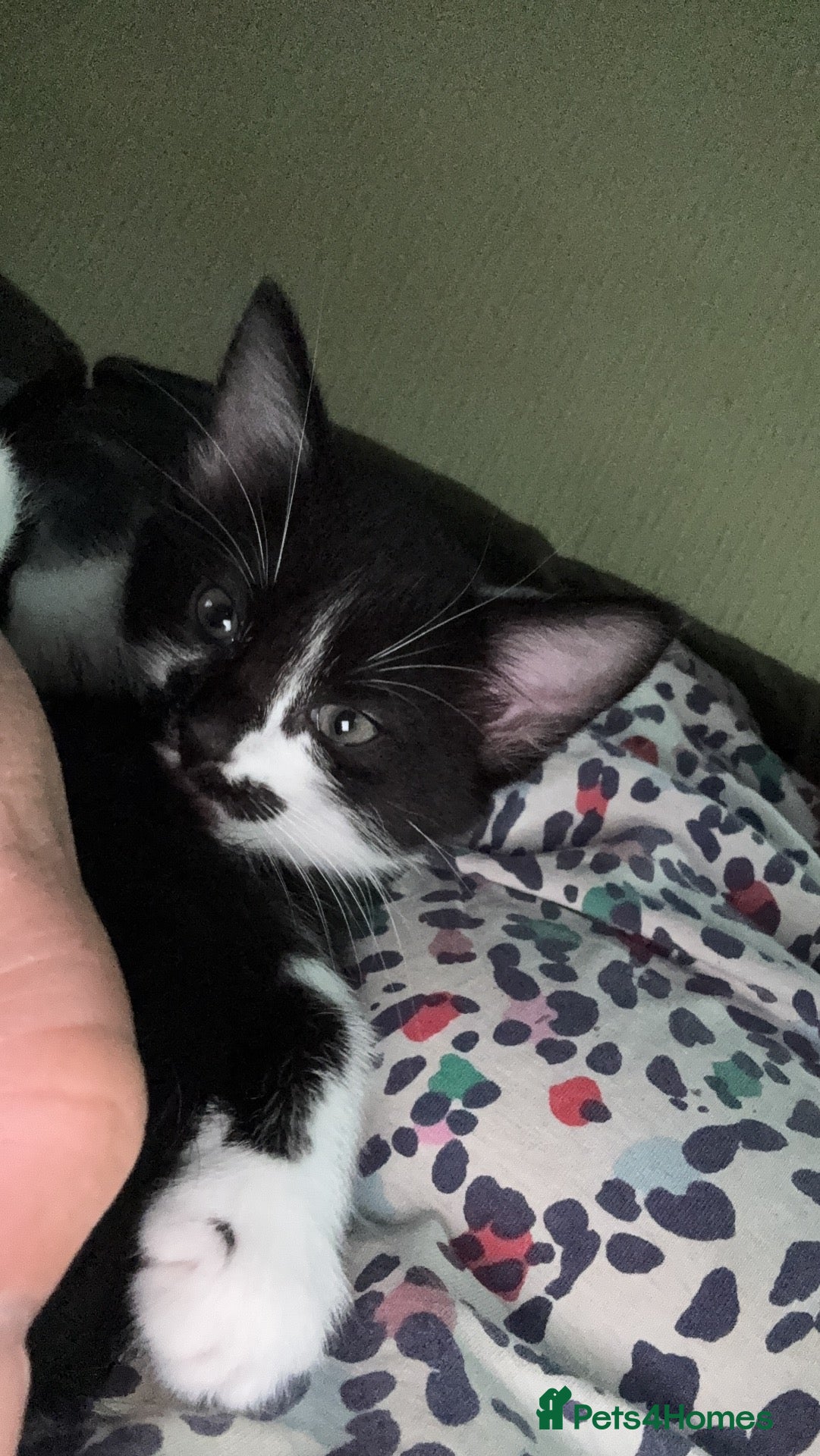 Mixed Breed cats Mixed kittens  - Advert 4