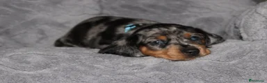 Dachshund 2