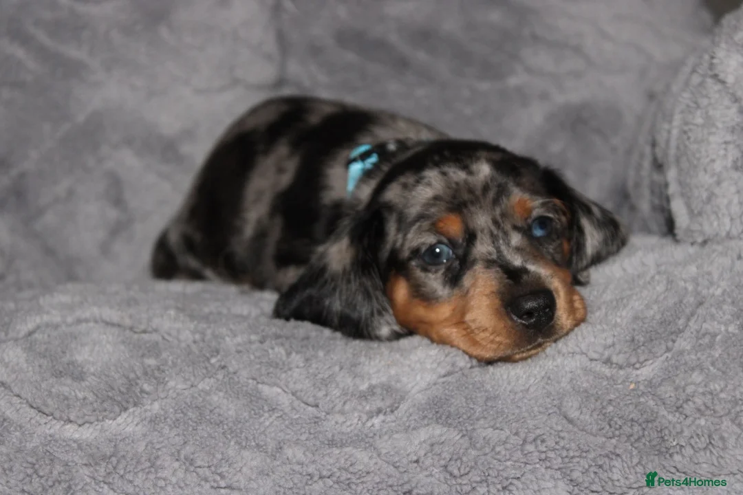 Dachshund dogs for sale: Two Dachshund boy puppies  - Advert 2