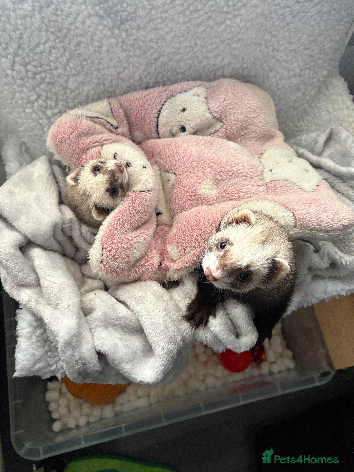 Ferret rodents Poppy and Star - Advert 1