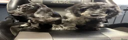 Mixed Breed dogs for sale: Fully vax READY NOW DOXIEPOO HEALTH TESTED PARENTS - Advert 4