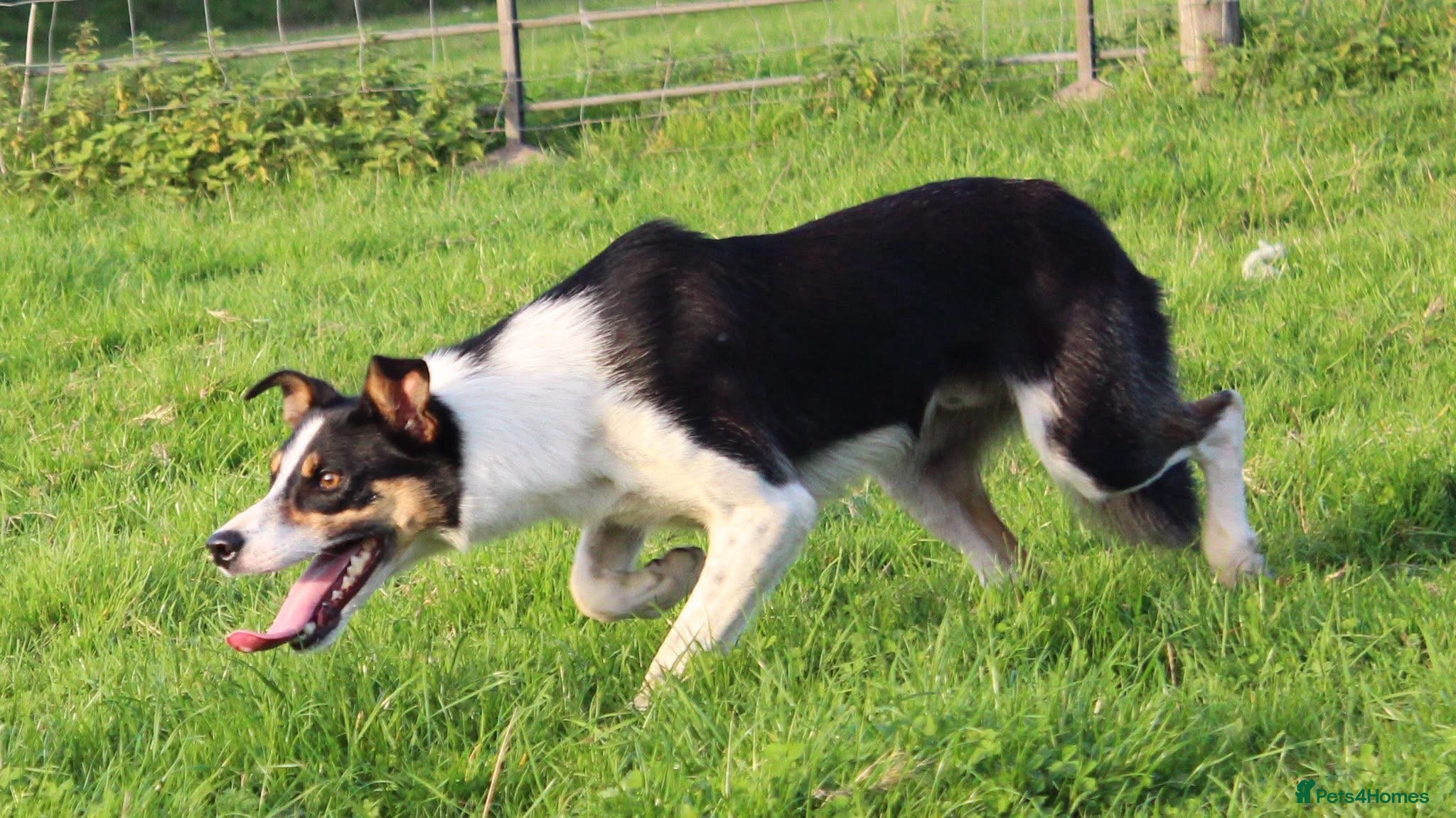 Border Collie dogs ISDSReg High Health Tested Working Collie For Stud - Advert 6