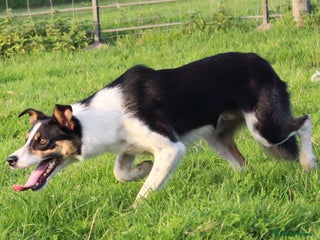Border Collie dogs ISDSReg High Health Tested Working Collie For Stud - Advert 1