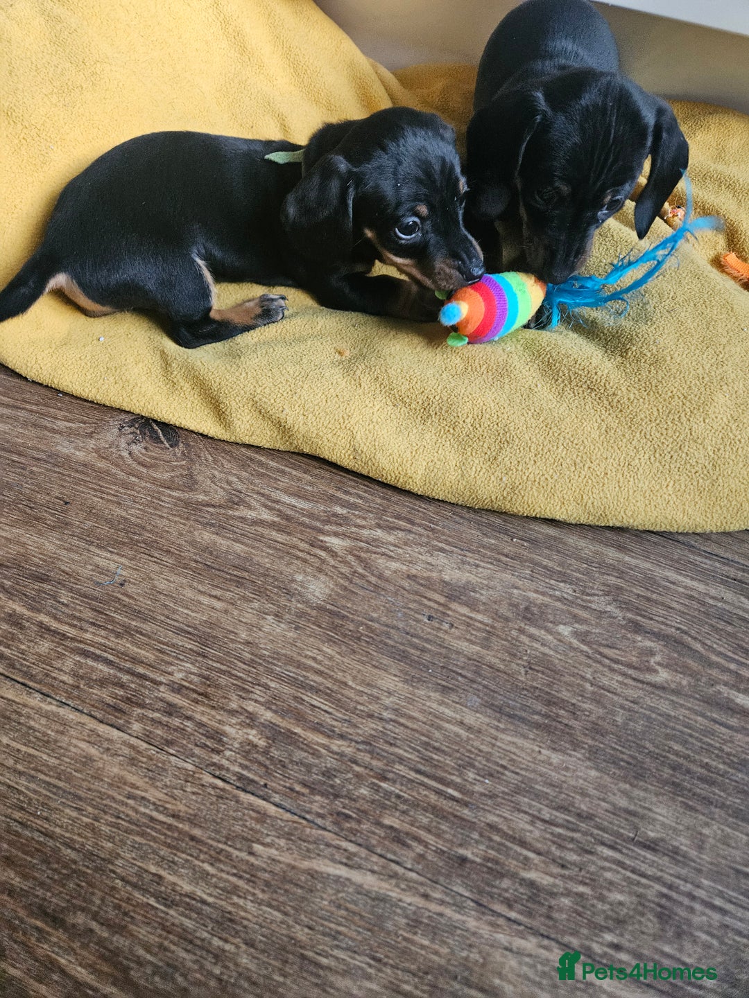 Miniature Dachshund dogs for sale: Miniature dachshund male puppies - Advert 14