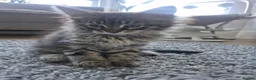 Maine Coon cats for sale: Maine Coon Kittens only two left  - Advert 29