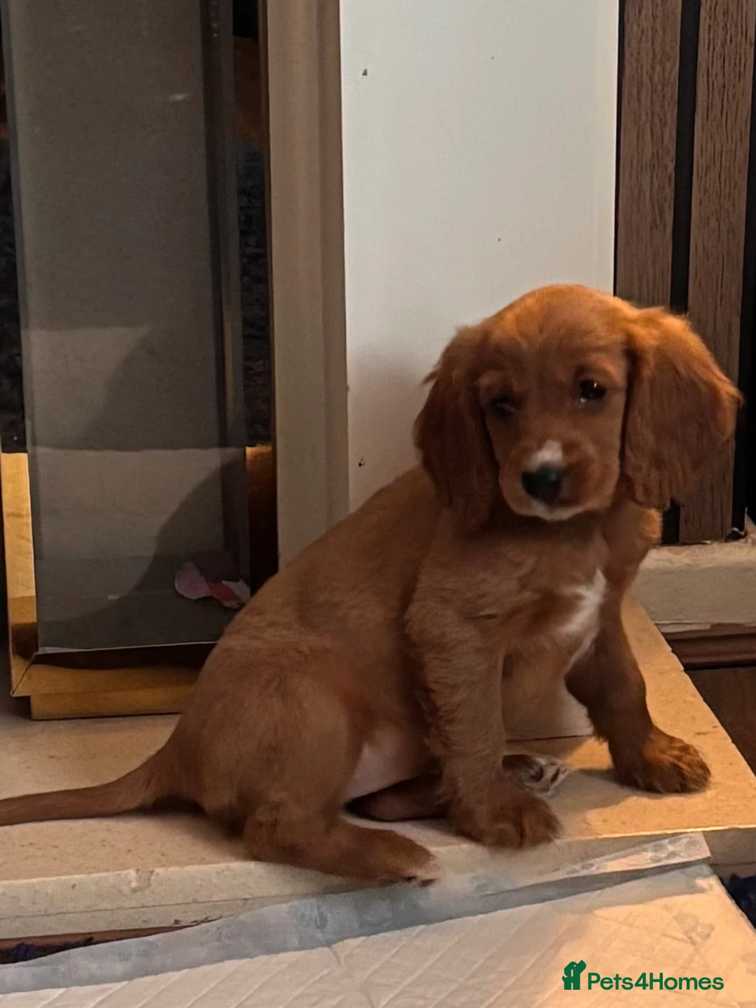 Mixed Breed dogs for sale: Cockaliar - Advert 1