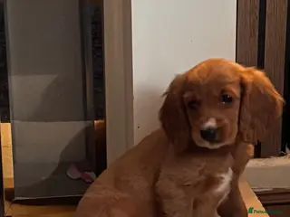 Mixed Breed dogs Cockaliar - Advert 1