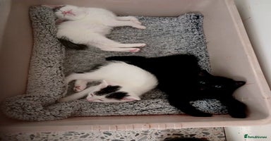 Mixed Breed cats - Advert 11