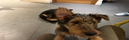 Airedale Terrier dogs for sale: Beautiful Airedale boy looking for his new home  - Advert 3