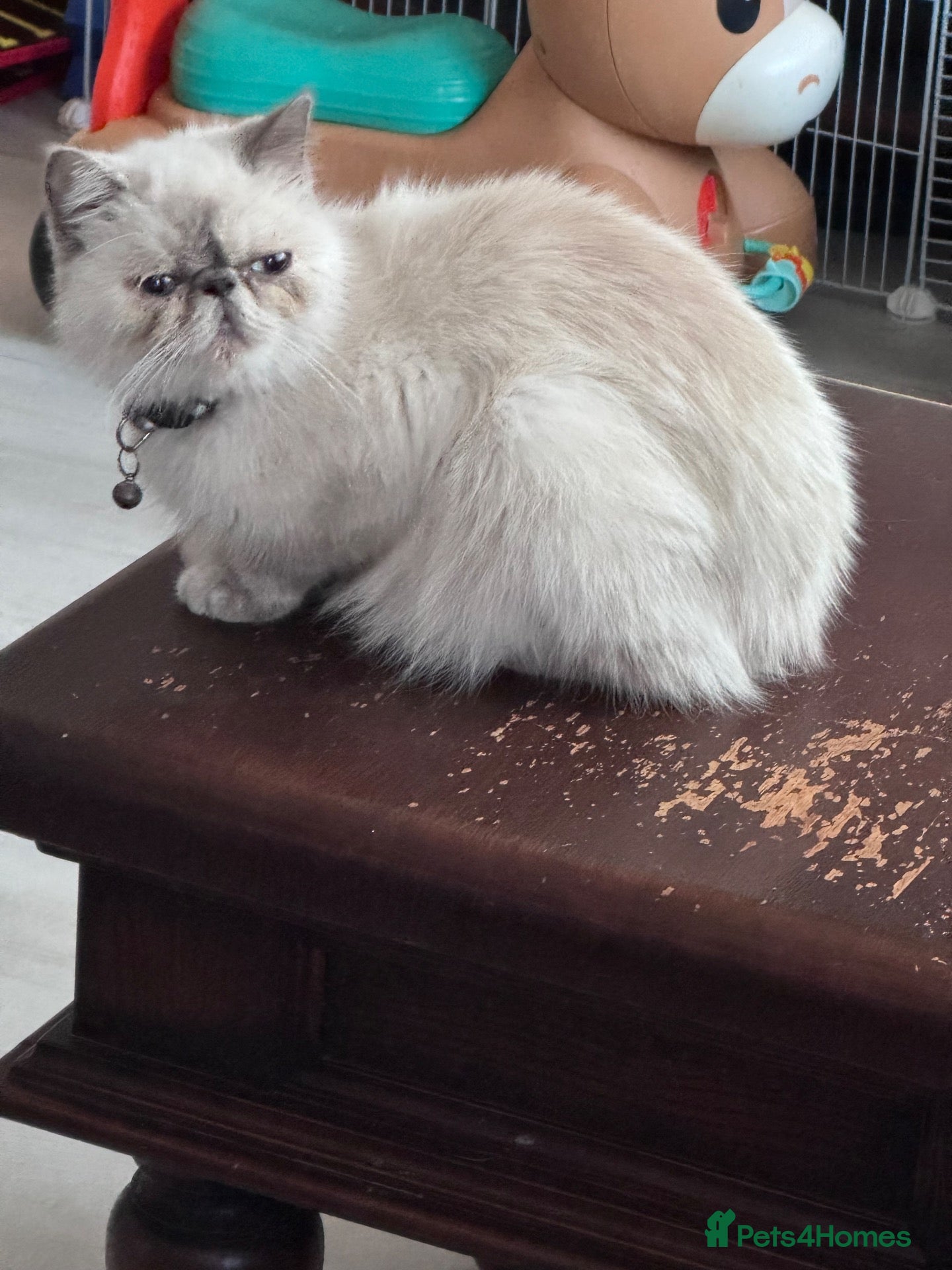 Mixed Breed cats Persian X Domestic  - Advert 4