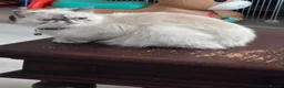 Mixed Breed cats for sale: Persian X Domestic  - Advert 1