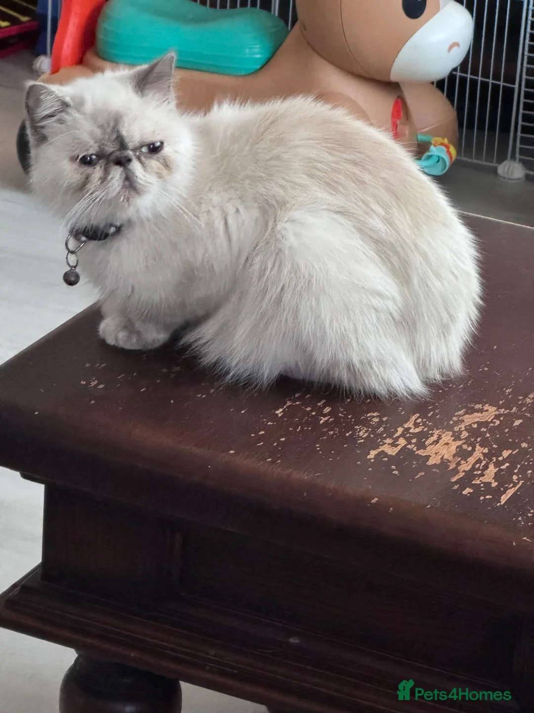Mixed Breed cats for sale: Persian X Domestic  - Advert 1