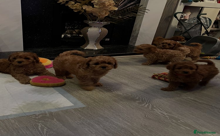 Cavapoo dogs - Advert 3