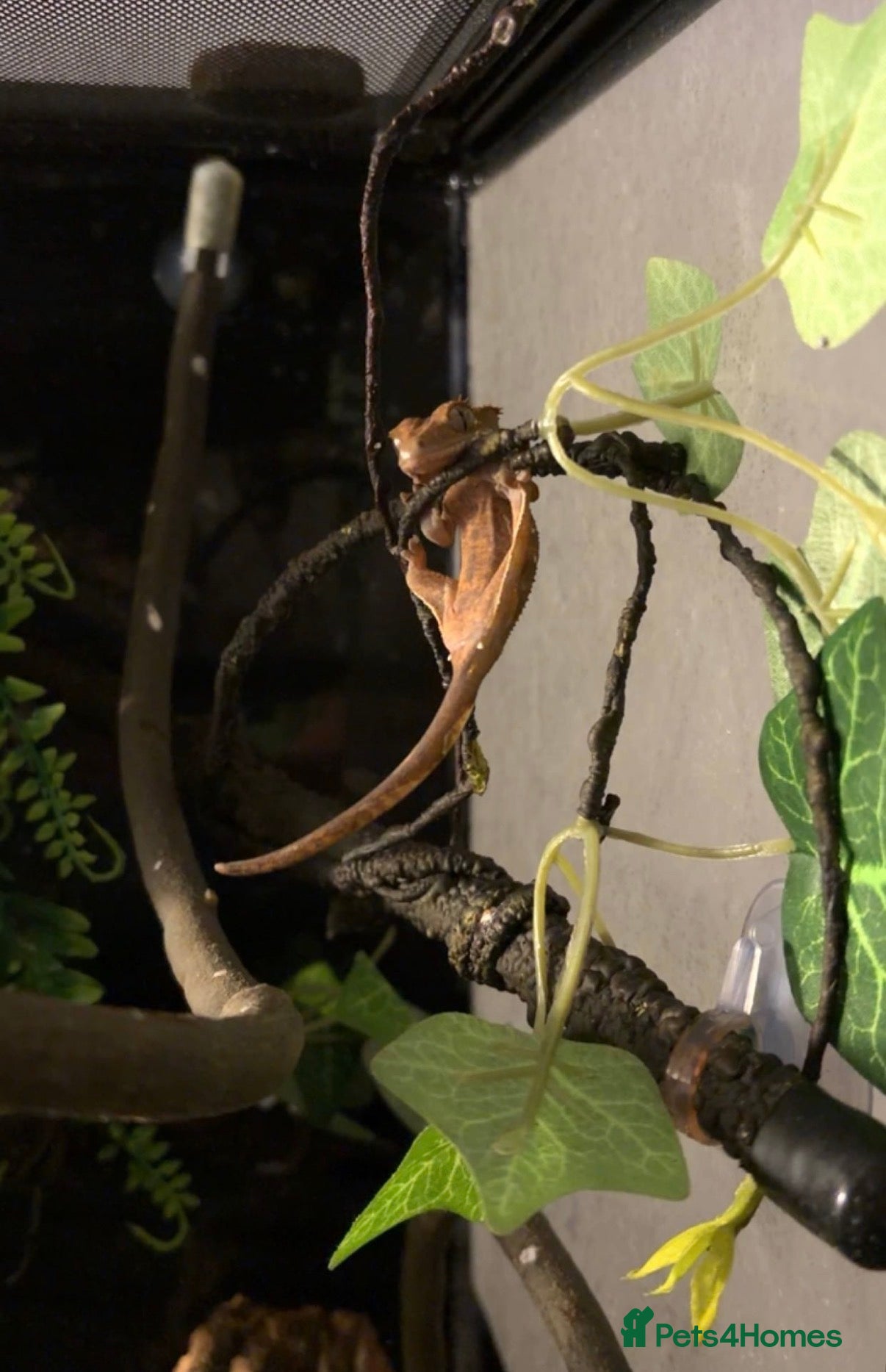 Gecko reptiles Female Crested Gecko - Advert 1