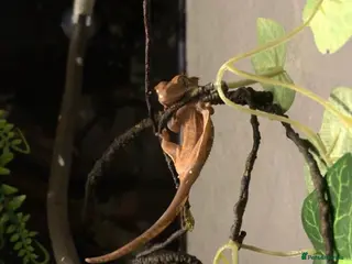 Gecko reptiles Female Crested Gecko - Advert 7