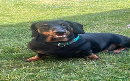 Dachshund dogs for sale: Daschund named Bertie - Image 4