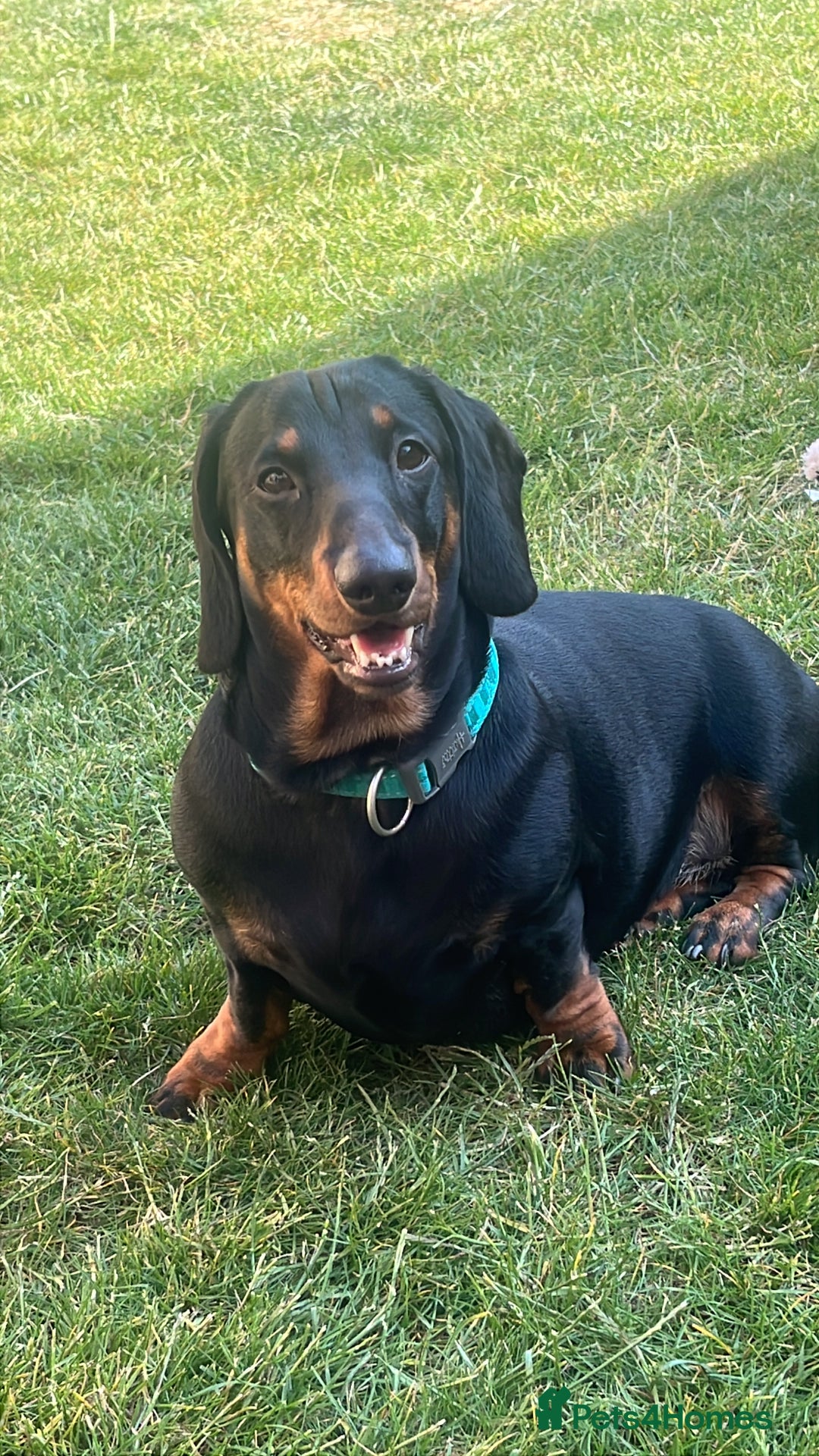 Dachshund dogs for sale: Daschund named Bertie - Image 4