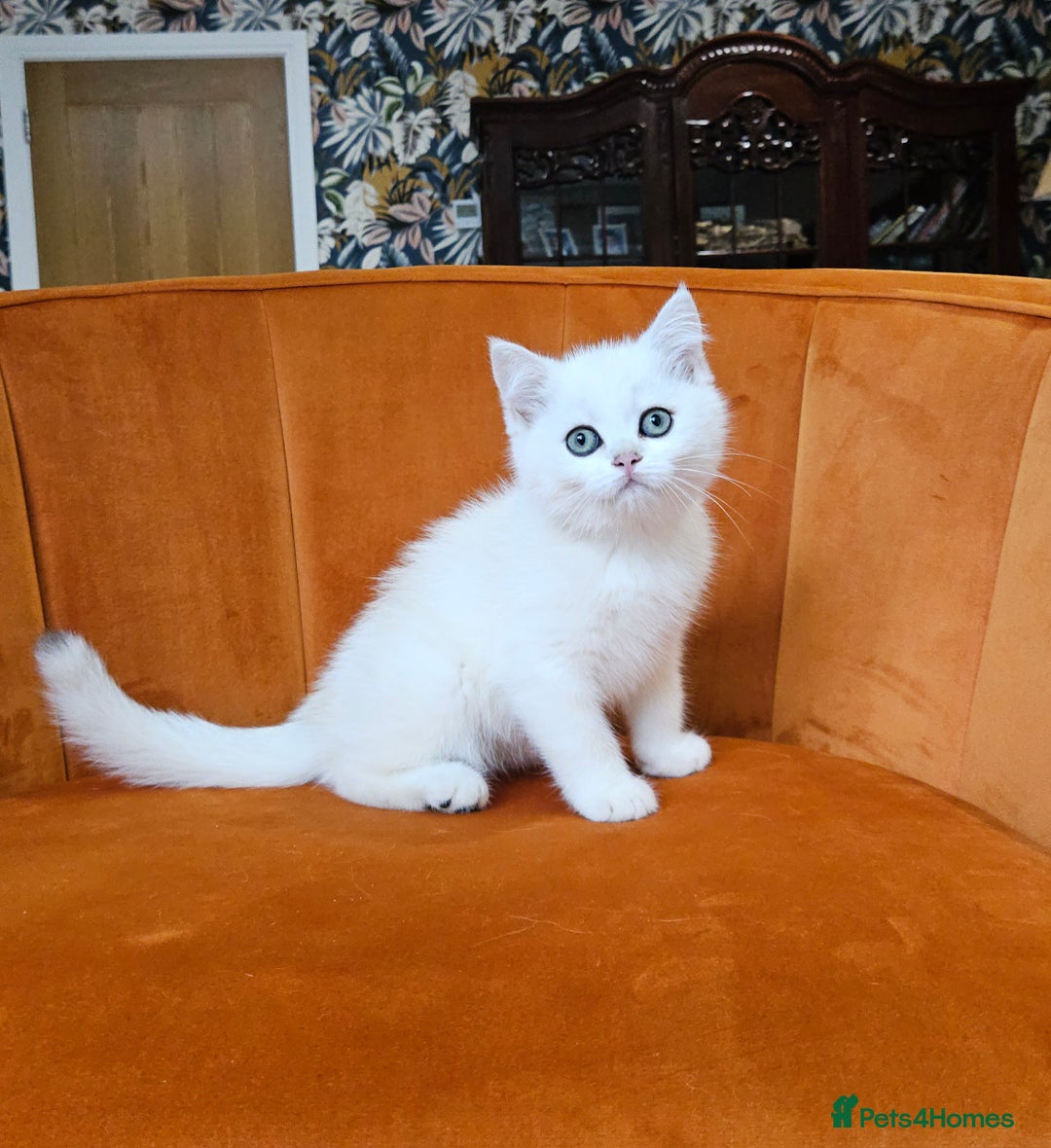 Scottish Fold cats for sale: Excellent Scottish straight kittens  - Image 36