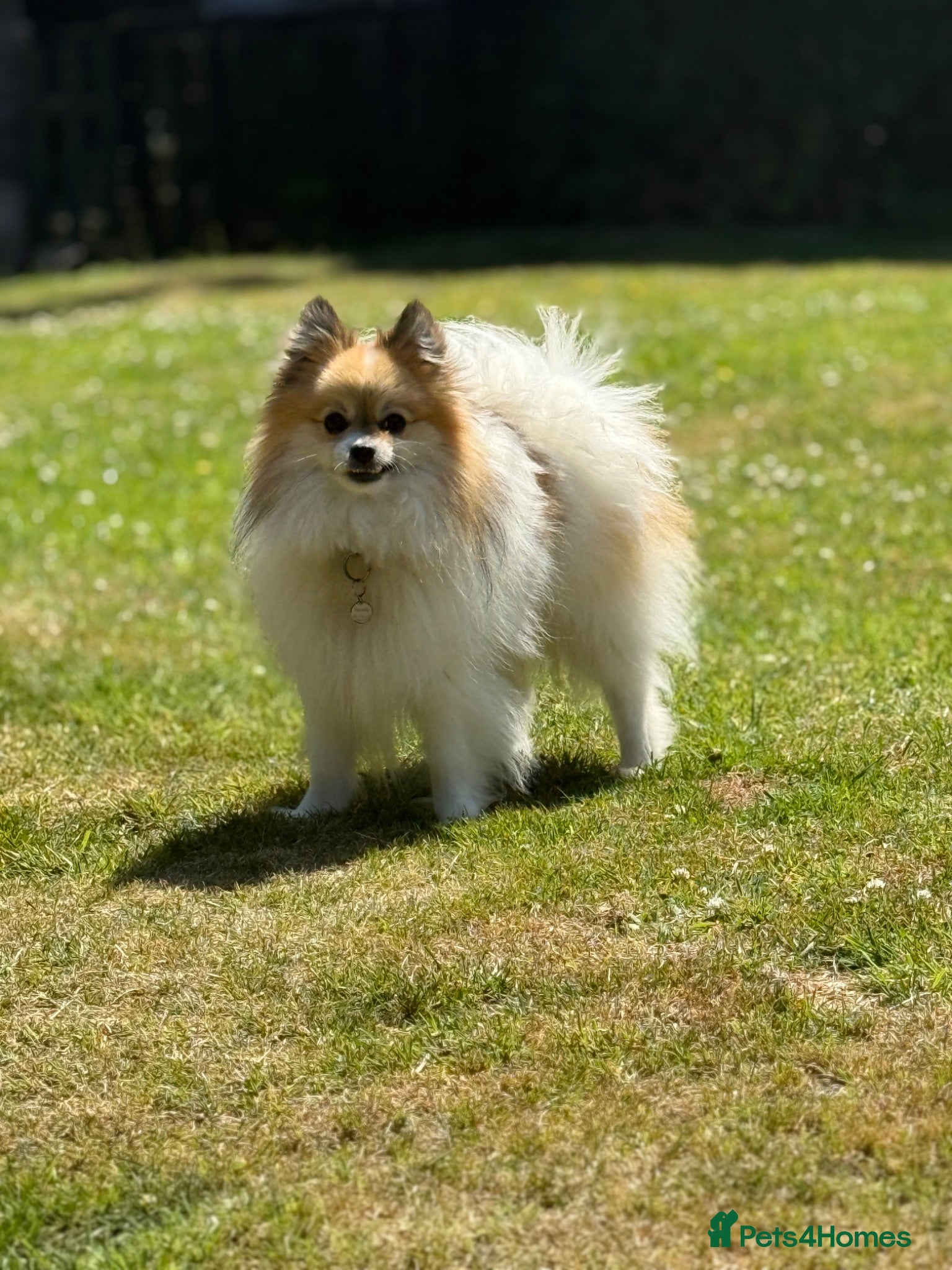 Pomeranian dogs Rare Parti Pomeranian stud available immediately  - Advert 1