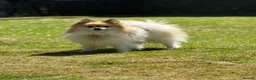 Pomeranian dogs for stud: Rare Parti Pomeranian stud available immediately  - Advert 1