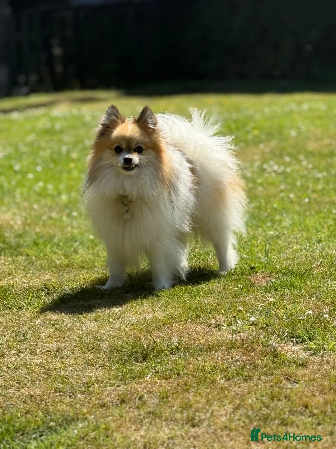 Pomeranian dogs for stud: Rare Parti Pomeranian stud available immediately  - Advert 1