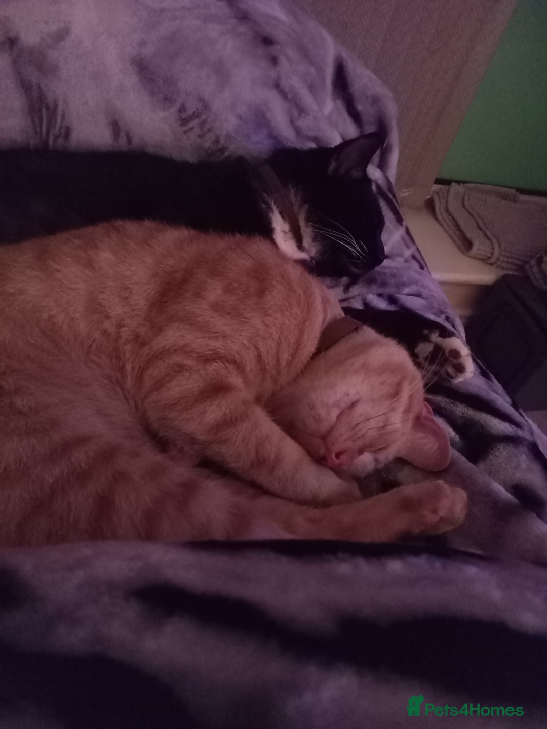 British Shorthair cats for sale: ******  - Image 4