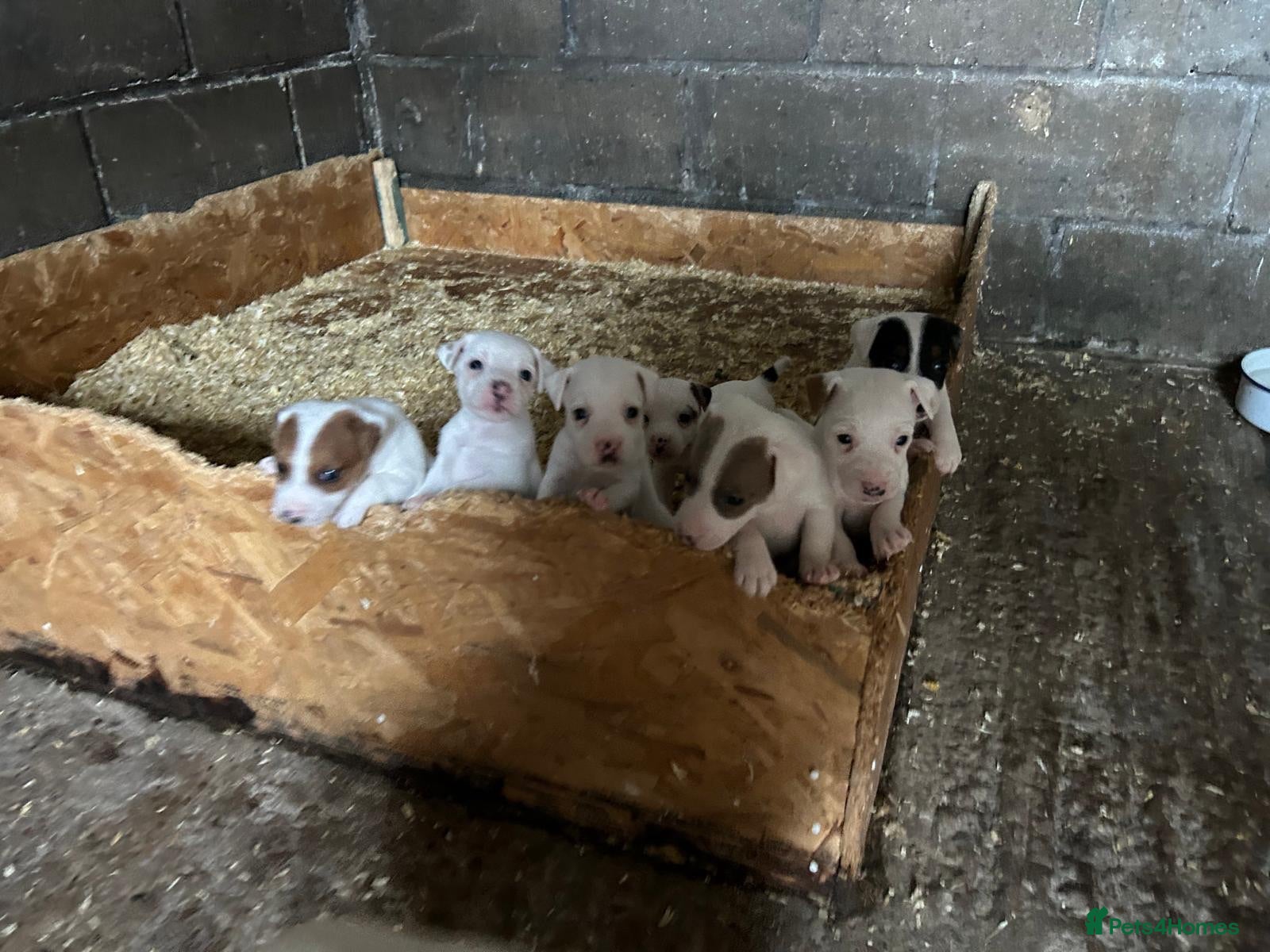 Jack Russell dogs Parson jack russles 4 boys left ready in 2 weeks  - Advert 1