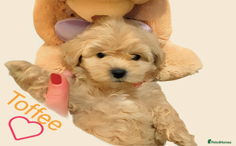 Maltipoo dogs - Advert 15