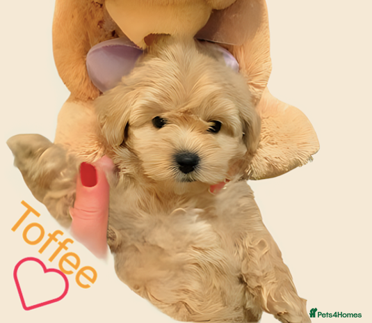 Maltipoo dogs - Advert 16