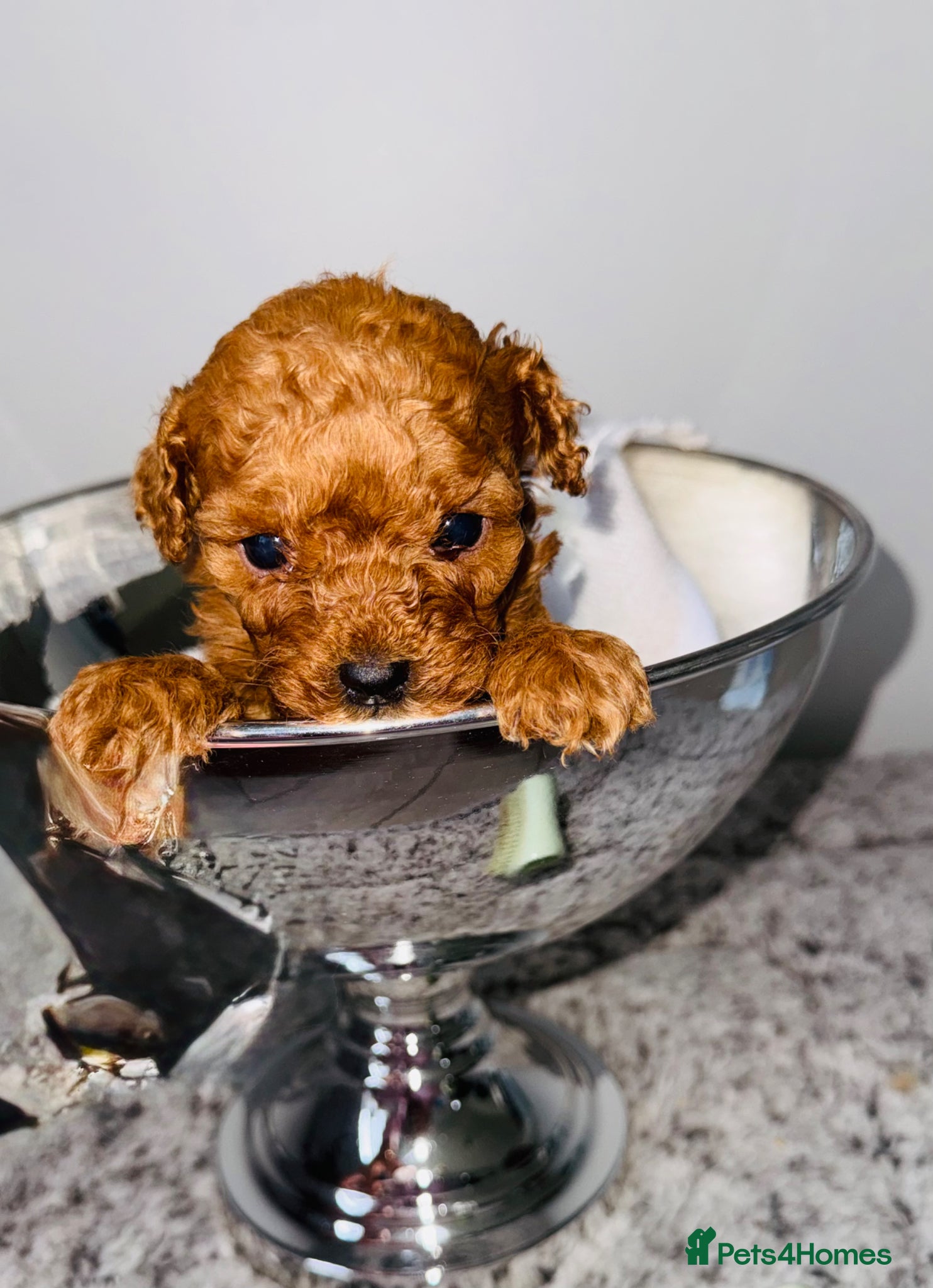 Toy Poodle dogs 🐩 Stunning Deep Red Toy Poodle Puppies - Advert 1