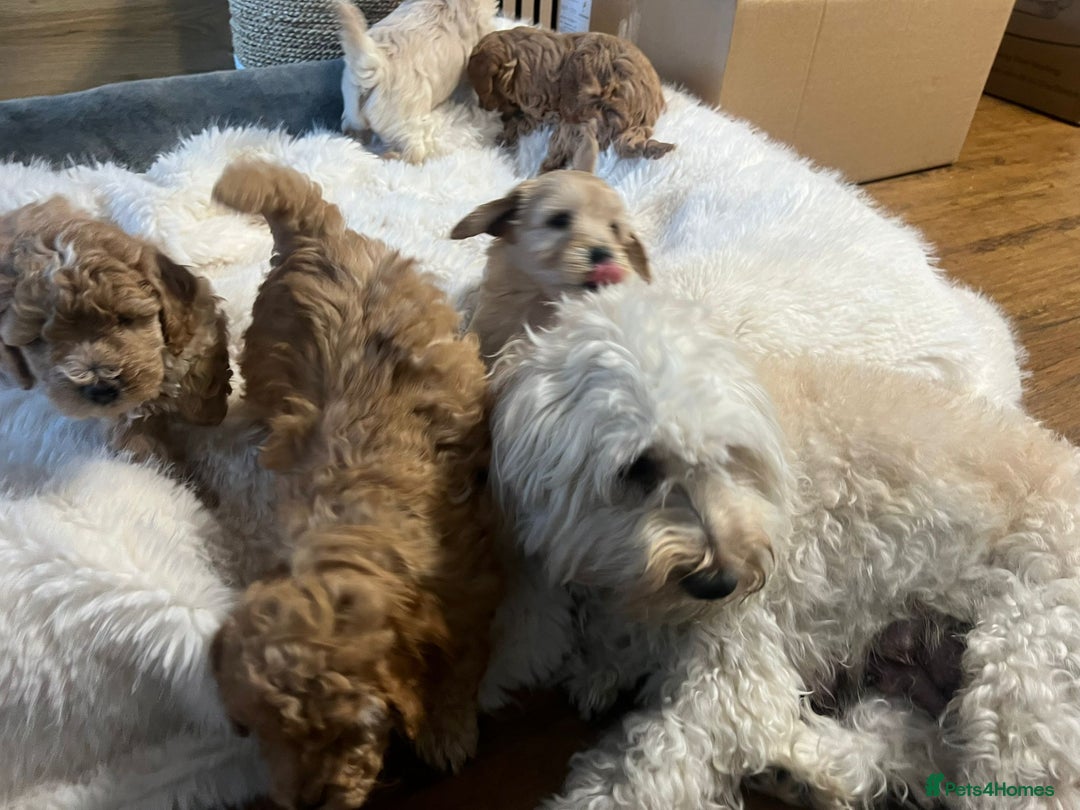 Cockapoo dogs for sale: Six Little Cockapoo Stars Ready to Shine   - Image 19