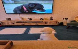 Golden Retriever dogs for sale: Golden Retriever puppies for sale  in Stevenage - Image 5