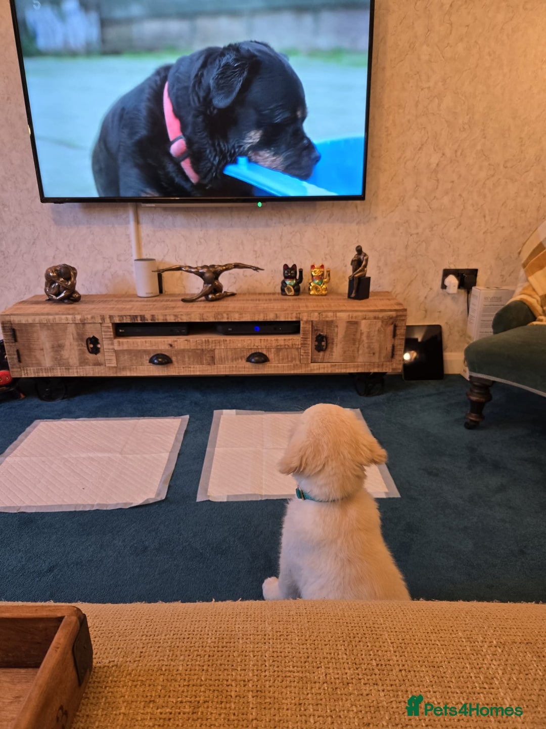Golden Retriever dogs for sale: Golden Retriever puppies for sale  in Stevenage - Image 5